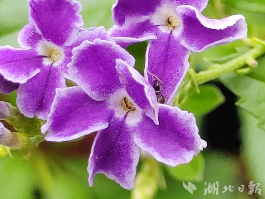 彩金沙平台登录